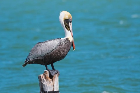 Brown Pelican (Pelecanus occidentalis) sits on post by the sea