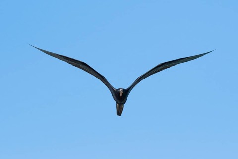 Magnificent frigatebird (Fregata magnificens)