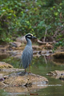Yellow-crowned night heron (Nyctanassa violacea) stands on stone by the water