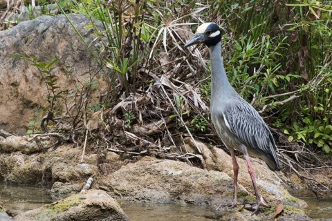 Yellow-crowned night heron (Nyctanassa violacea) stands on stone by the water