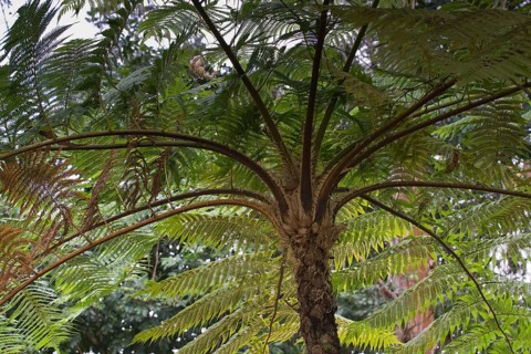 Tree fern (Cyatheales)