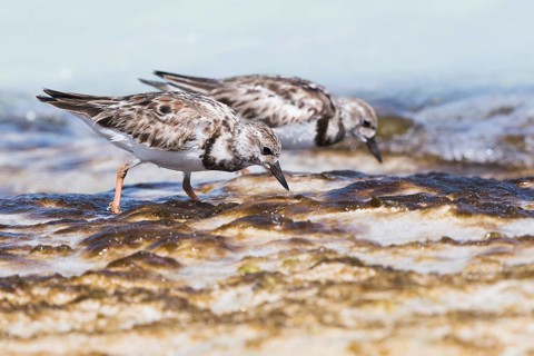 Two Ruddy turnstones (Arenaria interpres) searching for food in shallow water