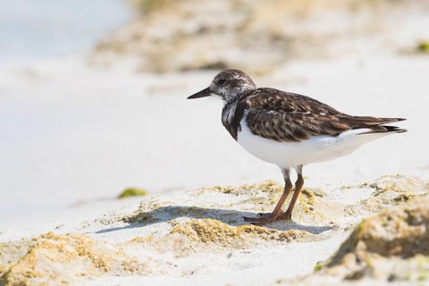 Ruddy turnstone (Arenaria interpres) stands in the sand