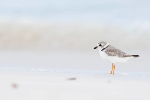 Kentish plover (Charadrius alexandrinus) standing by the water