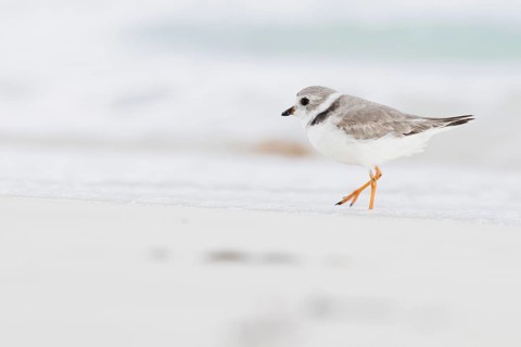 Kentish plover (Charadrius alexandrinus) running by the water