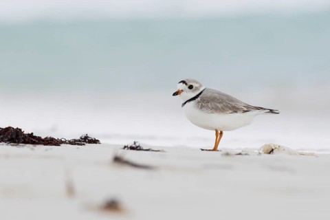 Kentish plover (Charadrius alexandrinus) on the shore