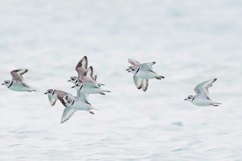 Kentish plover (Charadrius alexandrinus)