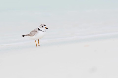 Kentish plover (Charadrius alexandrinus) standing by the water