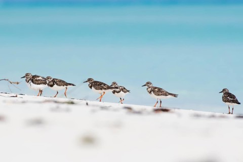 Several Ruddy turnstones (Arenaria interpres) run in a row in the sand