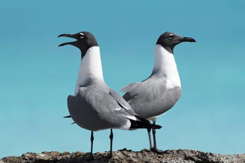 Two Laughing gulls (Larus atricilla)