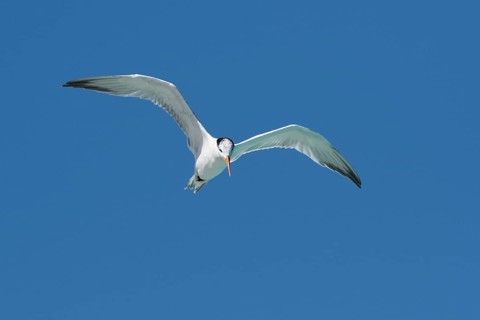 Royal Tern (Sterna maxima)