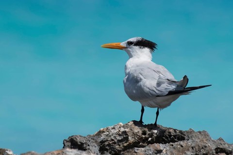 Royal Tern (Sterna maxima) stands on rock