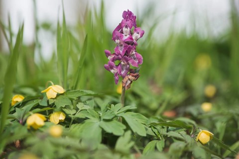 Hollow larkspur (Corydalis cava) between yellow anemones (Anemone ranunculoides)