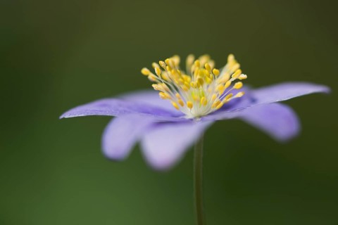 Blue Wood anemone (Anemone nemorosa Royal Blue)