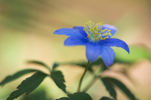 Blue Wood anemone (Anemone nemorosa Royal Blue)