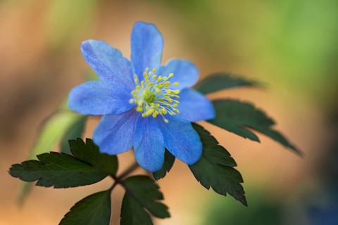 Blue Wood anemone (Anemone nemorosa Royal Blue)