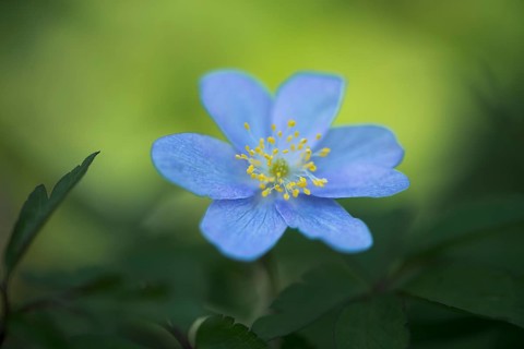 Blue Wood anemone (Anemone nemorosa Royal Blue)