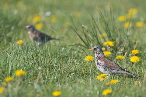 Fieldfares (Turdus pilaris) in dandalion meadow