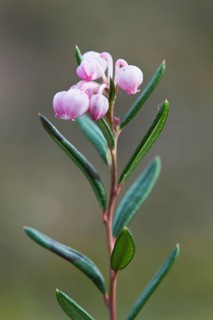 Bog rosemary (Andromeda polifolia)