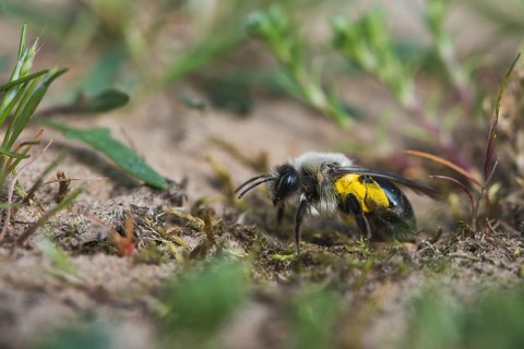 Ashy mining bee (Andrena cineraria)