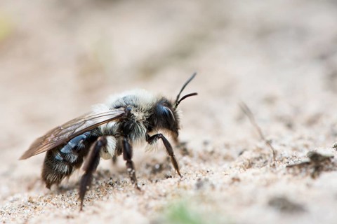 Ashy mining bee (Andrena cineraria)