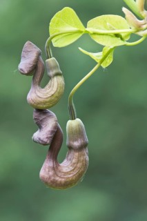 Dutchman's pipe (Aristolochia macrophylla)