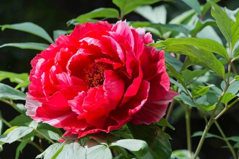Red Peony (Paeonia suffruticosa Shima-Nishiki)