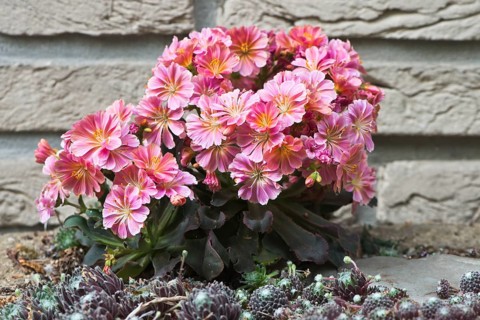 Siskiyou lewisia (Lewisia cotyledon) in front of a wall