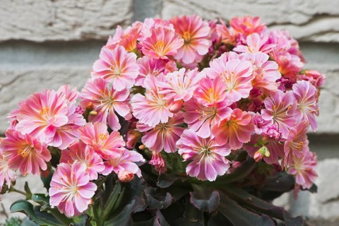 Siskiyou lewisia (Lewisia cotyledon) in front of a wall