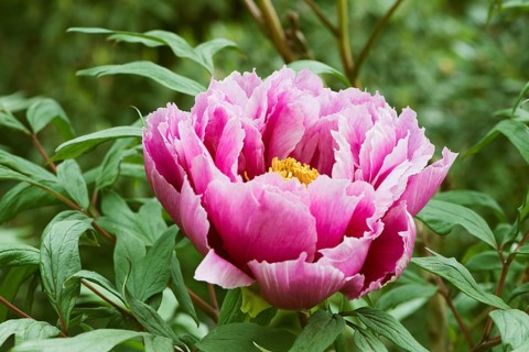 Pink shrub peony (Paeonia suffruticosa Kamata-Nishiki)