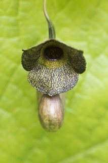 Dutchman's pipe (Aristolochia macrophylla)