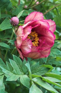 Shrub Peony Gauguin (Paeonia suffruticosa Joseph Rock)