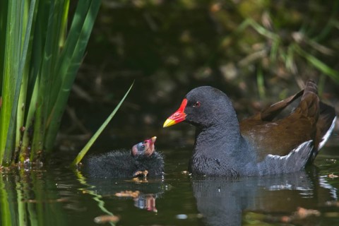 Common moorhen (Gallinula chloropus) with begging chick in water