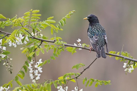 European Starling (Sturnus vulgaris)