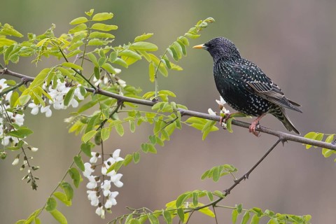 European Starling (Sturnus vulgaris)