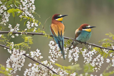 European bee-eater (Merops apiastera) in flowering Robinia