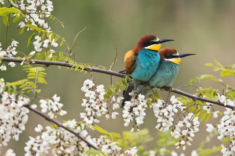 Bee-eaters (Merops apiaster)