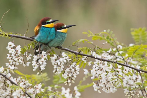 Bee-eaters (Merops apiaster)