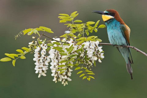 Bee-eater (Merops apiaster)