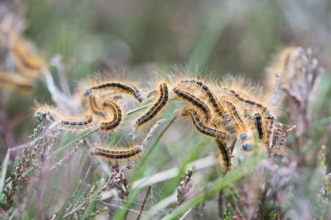 Caterpillars from Lackey moth (Malacosoma neustria) on plant