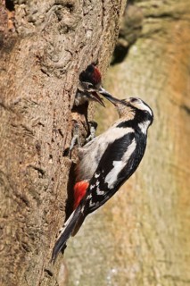 Great spotted woodpecker (Dendrocopos major) feeds young bird in breeding cave