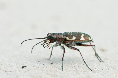 Cicindela sylvicola (Cicindela sylvicola)