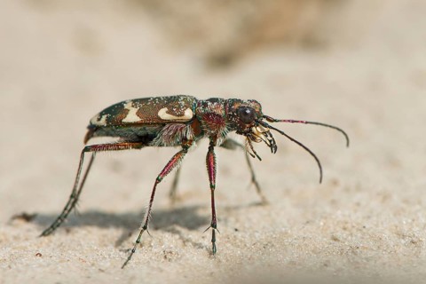 Cicindela sylvicola (Cicindela sylvicola)
