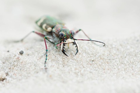 Cicindela sylvicola (Cicindela sylvicola)