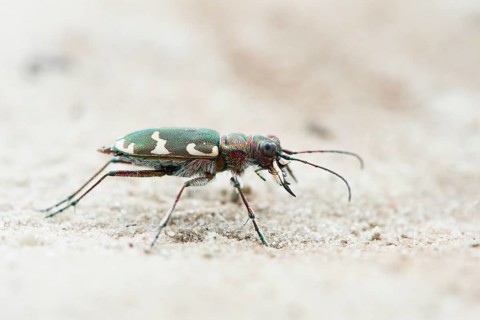 Cicindela sylvicola (Cicindela sylvicola)