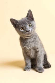 Purebred Cat