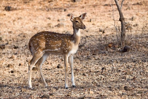 Chital or cheetal (Axis axis) in dry forest