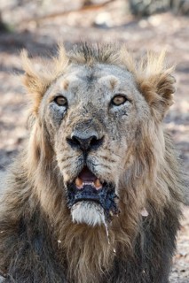 Asiatic lion (Panthera leo persica)