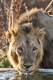 Asiatic lion (Panthera leo persica) drinking at waterhole