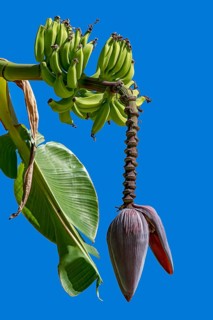 Banana (Musa ensete)